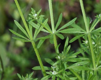 Cleavers Herbal Tincture (Galium aparine) // Wildcrafted, Sustainably Gathered Botanical Extract