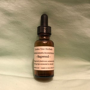 Ragweed Herbal Tincture // Wildcrafted, Sustainably Gathered Botanical Extract