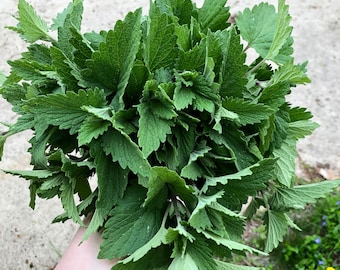 Catnip Herbal Tincture (Nepeta cataria) // Wildcrafted Botanical Plant Extract