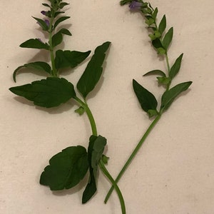 Skullcap + Rose Elixir // Wildcrafted Botanical Plant Extract / Organic Herbal Tincture image 3