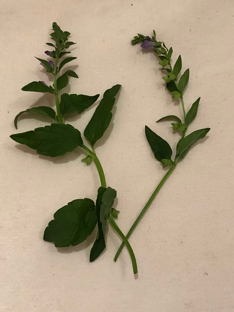 Skullcap + Rose Elixir // Wildcrafted Botanical Plant Extract / Organic Herbal Tincture image 3