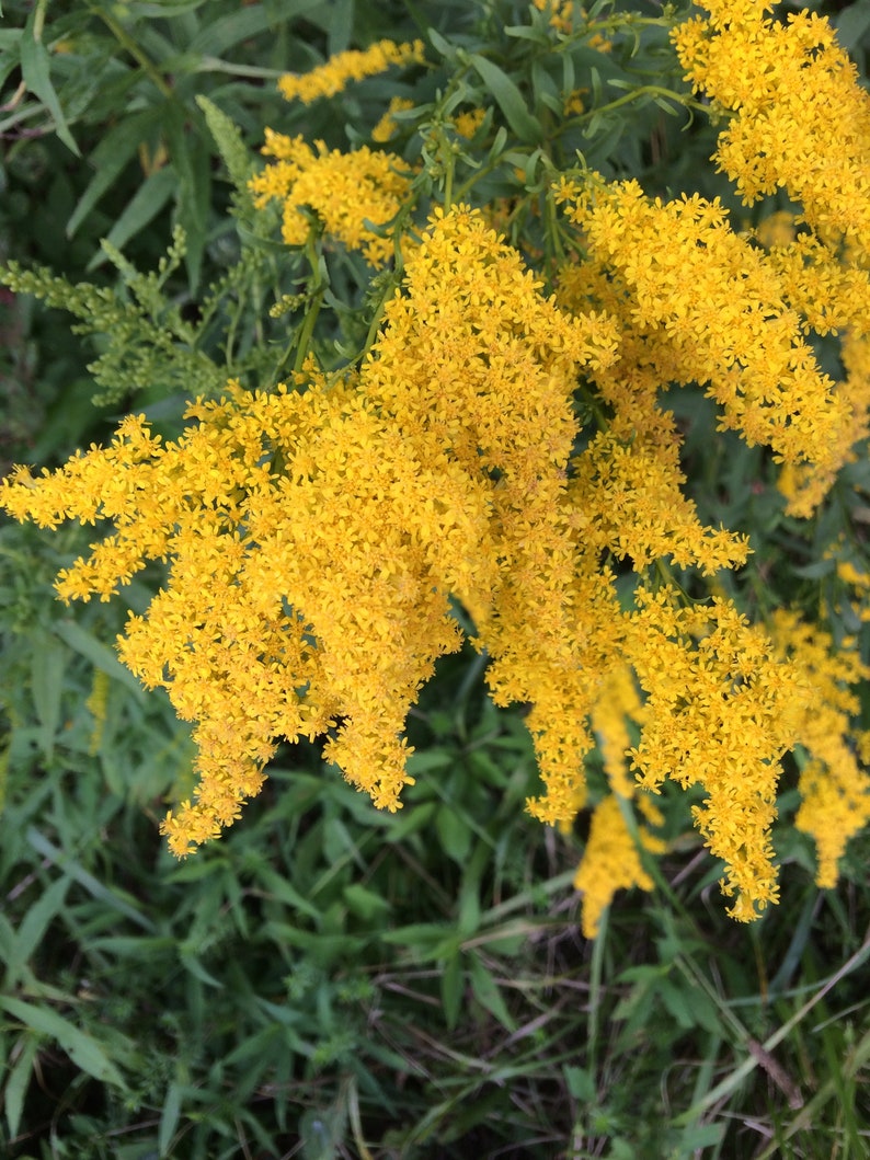 Goldenrod Herbal Tincture Solidago spp. // Wildcrafted, Sustainably Gathered Botanical Extract image 2