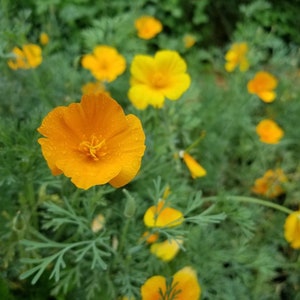 California Poppy Herbal Tincture (Eschscholzia californica) // Wildcrafted Botanical Plant Extract