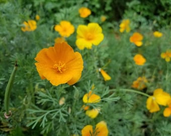 California Poppy Herbal Tincture (Eschscholzia californica) // Wildcrafted Botanical Plant Extract
