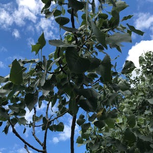 Eastern Cottonwood Tree Bark // Populus deltoides / Wildcrafted, Sustainably Harvested Dried Herbs in Compostable bags image 2