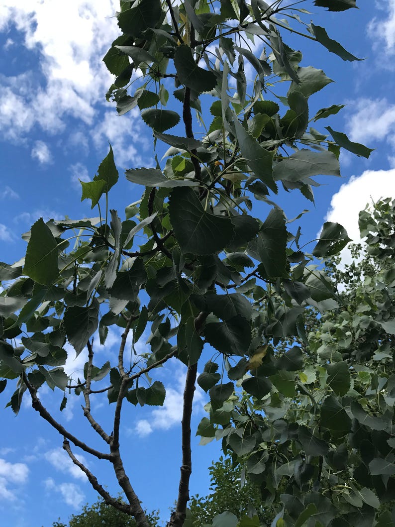 Eastern Cottonwood Tree Bark // Populus deltoides / Wildcrafted, Sustainably Harvested Dried Herbs in Compostable bags image 2