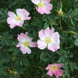 May include: A close-up of a bush with five pink flowers in bloom. The flowers have white centers and are surrounded by green leaves.