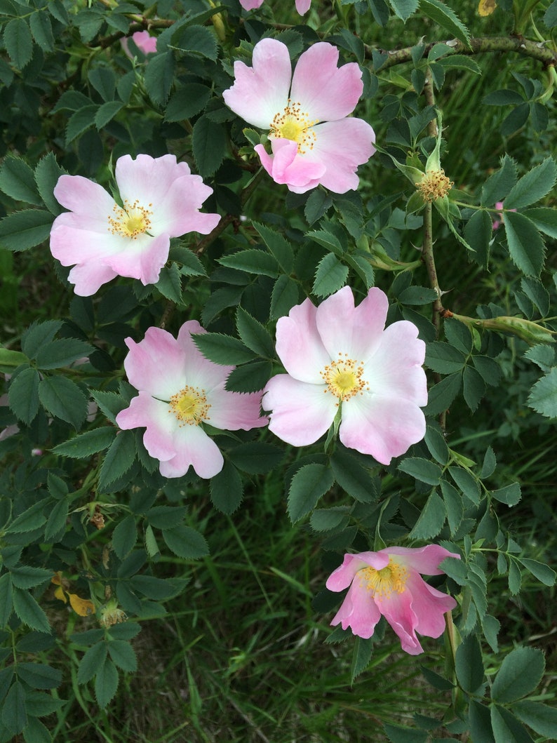 May include: A close-up of a bush with five pink flowers in bloom. The flowers have white centers and are surrounded by green leaves.