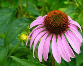 Echinacea Root Herbal Tincture (Echinacea purpurea) // Organically Grown Botanical Extract