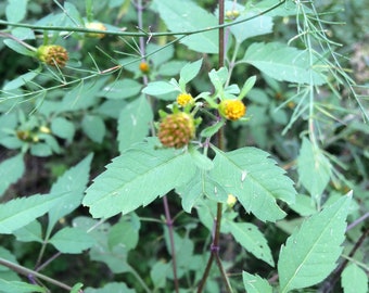 Bidens Herbal Tincture (Bidens frondosa) // Wildcrafted, Sustainably Harvested Botanical Extract