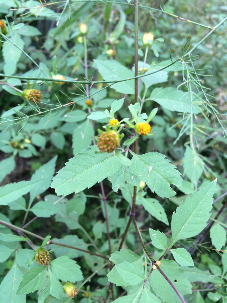 Bidens Herbal Tincture Bidens frondosa // Wildcrafted, Sustainably Harvested Botanical Extract image 1