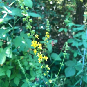 Agrimony Herbal Tincture (Agrimonia gryposepala) // Wildcrafted, Sustainably Gathered Botanical Plant Extract / 1 or 2 ounce