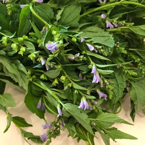 Skullcap + Rose Elixir // Wildcrafted Botanical Plant Extract / Organic Herbal Tincture image 4
