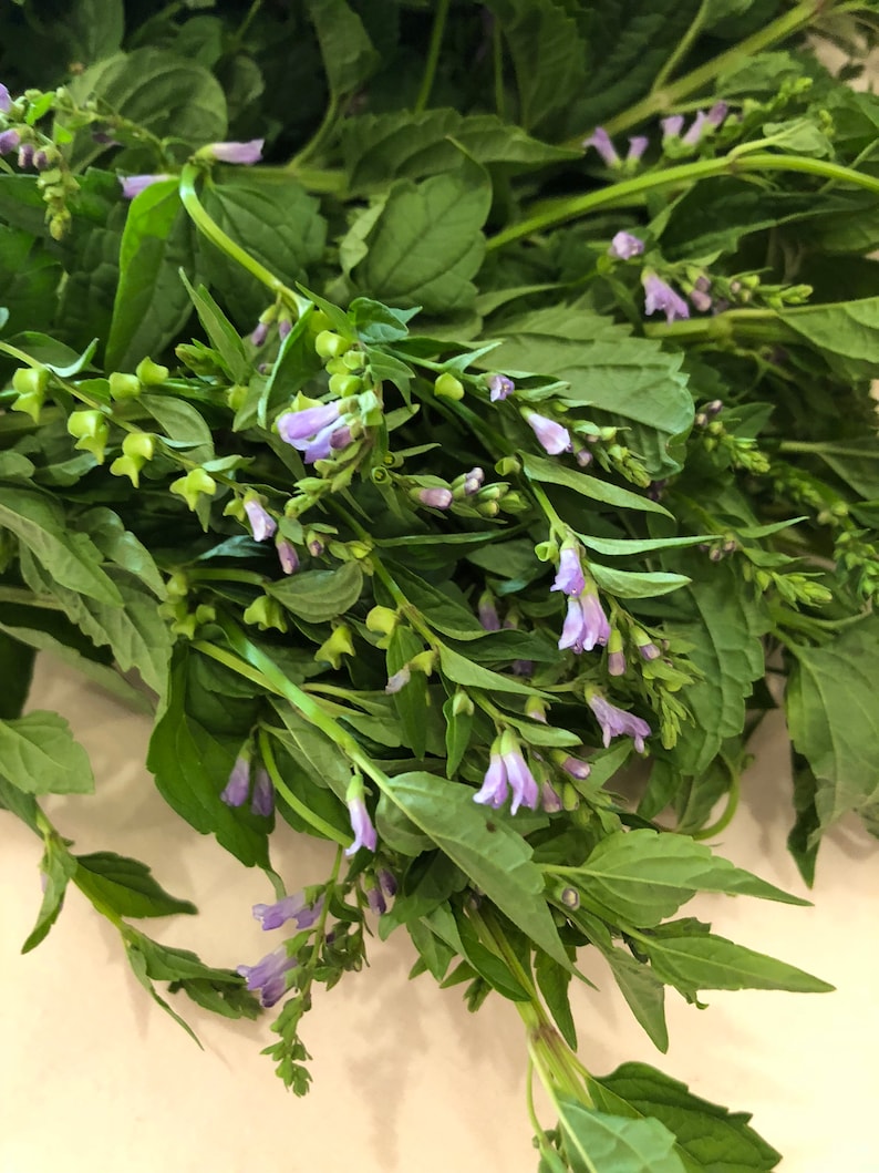 Skullcap + Rose Elixir // Wildcrafted Botanical Plant Extract / Organic Herbal Tincture image 4