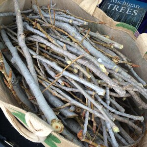 Eastern Cottonwood Tree Bark // Populus deltoides / Wildcrafted, Sustainably Harvested Dried Herbs in Compostable bags image 4