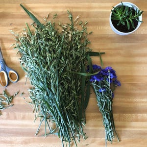 Milky Oats Herbal Tincture (Avena sativa) // Organically Grown Botanical Extract