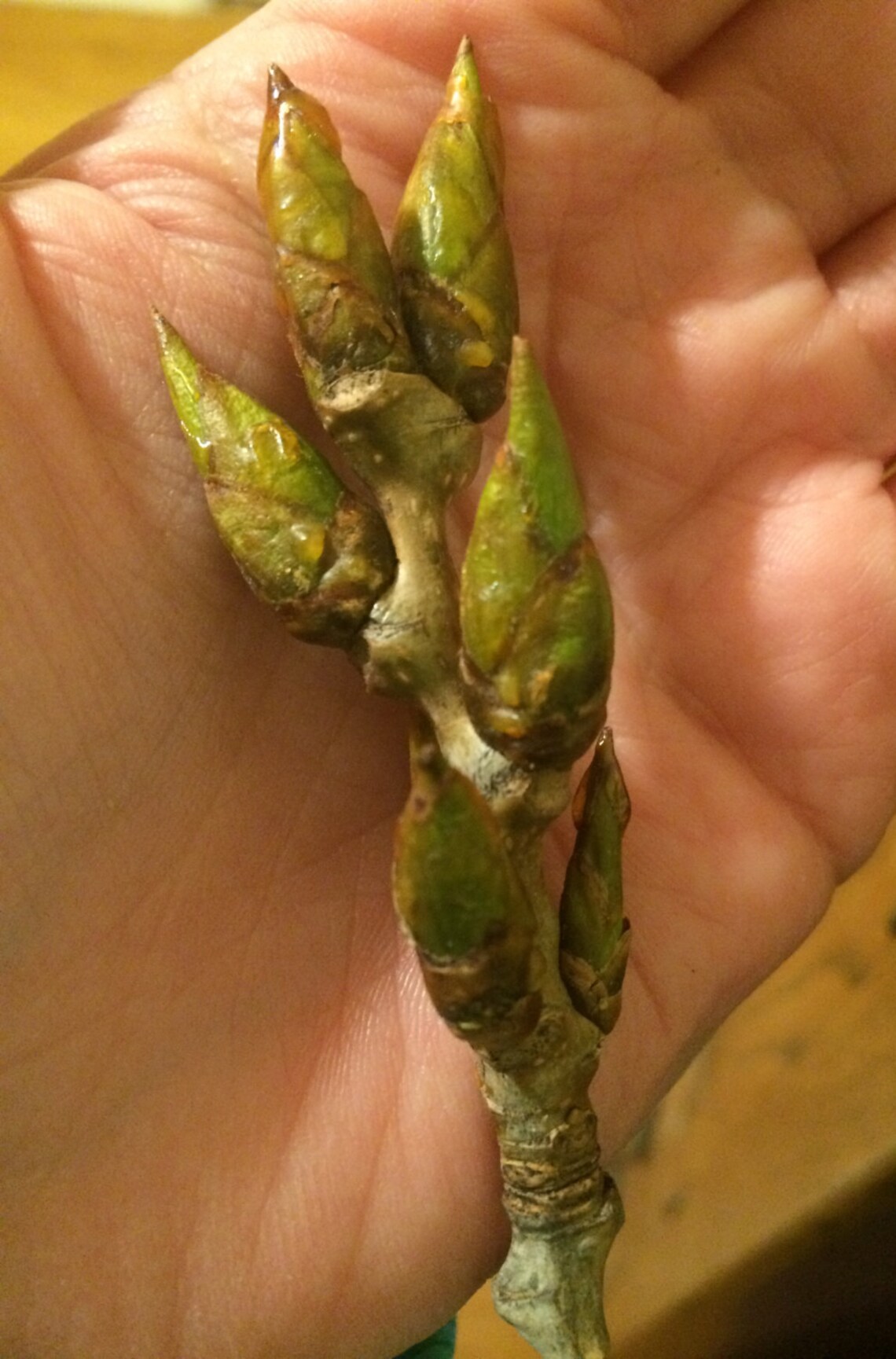 Cottonwood Bud Balm // Pain Relieving Moisturizing Botanical Etsy