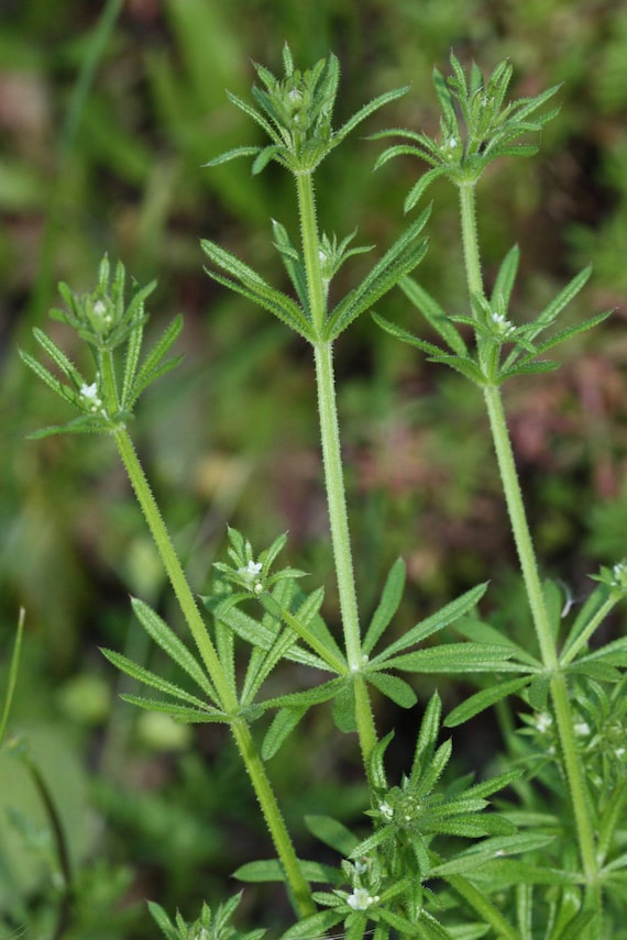 Cleavers Herbal Tincture Galium aparine // Wildcrafted Etsy
