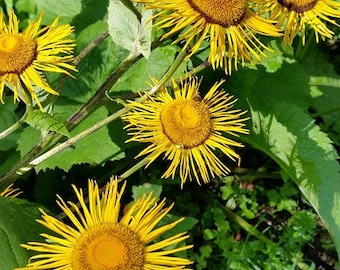 Elecampane Root Herbal Tincture (Inula helenium) // Organically Grown Botanical Extract