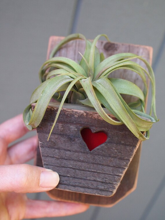 Reclaimed Wood Wall Hanging Planter Smaller Size For