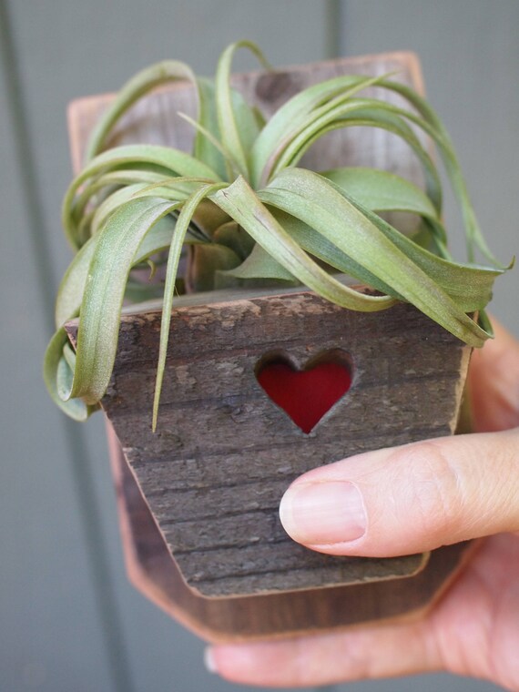 Reclaimed Wood Wall Hanging Planter Smaller Size For