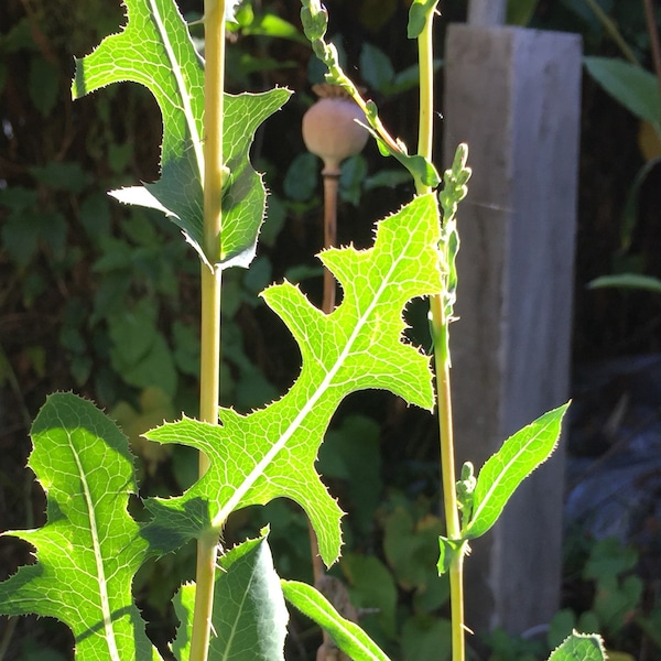 Opium Lettuce (Lactuca virosa) - Organic Herb & Vegetable Seeds 0.1 Grams ~ 100 Seeds