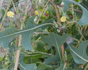 Wild Lettuce (Lactuca serriola) - Organic Herb & Vegetable Seeds 0.1 Grams ~ 100 Seeds