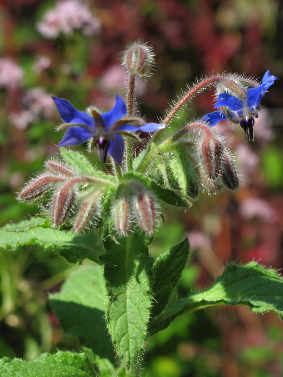 Organic Herb Borage Seeds Blue Borago 200 Seeds Organic Herb Borage Seeds Blue Borago 200 Seeds