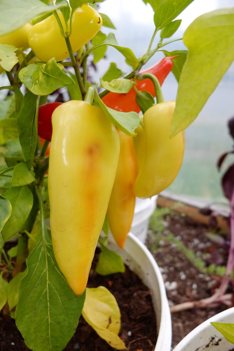 Hungarian Hot Wax Banana Pepper Capsicum Annuum Organic Etsy