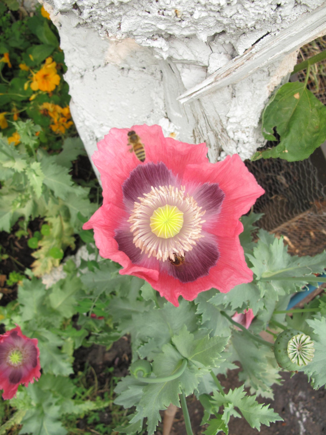 Pink Opium Poppy papaver Somniferum Organic Flower Seeds - Etsy