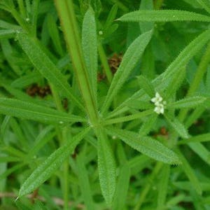 May include: Detailed image of a green plant with slender leaves and tiny white flowers. The leaves, with a textured edge, extend from a central stalk. The background is a soft focus of green vegetation.