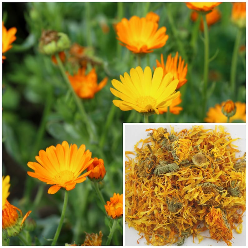 以下が含まれることがあります： 乾燥したカレンデュラの花びら、別名キンセンカは、鮮やかな黄橙色をしています。花びらはバラバラになっており、クラフト、ハーブ療法、または料理に使用できます。