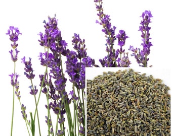 Lavender Flowers. soap making supplies, also for herbal extracts, tinctures, teas, salves, creams, lotions or lip balm