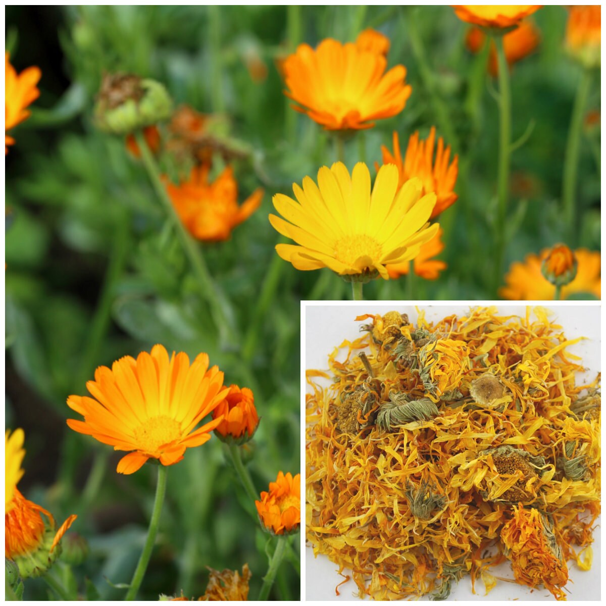 Calendula Flowers 1oz. soap making supplies, also for herbal extracts…