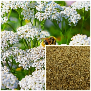Chamomile Flowers, Soap Making Supplies, Also for Herbal Extracts,  Tinctures, Teas, Salves, Creams, Lotions or Lip Balms. 