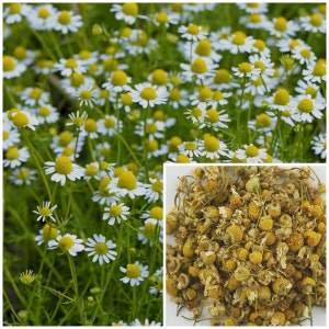 May include: Dried chamomile flowers, a natural herbal remedy, are shown in a pile. The flowers are a pale yellow color with a hint of green. The flowers are dried and ready to be used for tea or other medicinal purposes.