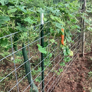 May include: A garden scene featuring a wire fence supporting climbing plants with large green leaves. A long, green cucumber and an orange gourd hang from the vines. The soil is brown, and the background is filled with greenery.