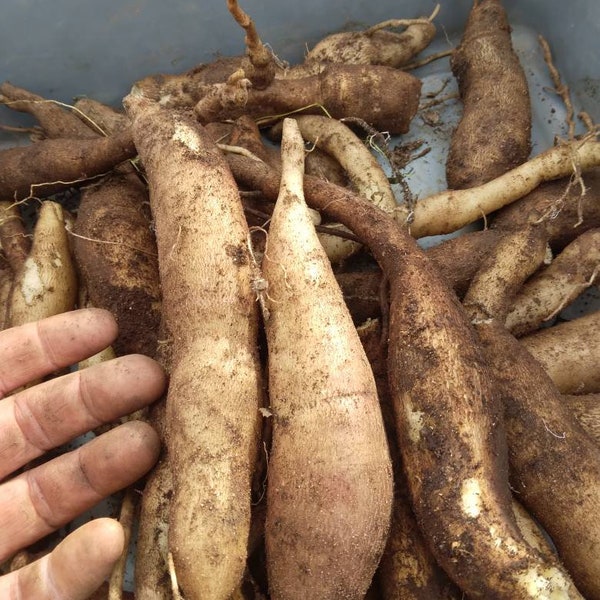 Yacon corms very easy to grow it handles drought, heat and lots of rain. This superfood will cure what ales you. Pro and prebiotic superfood