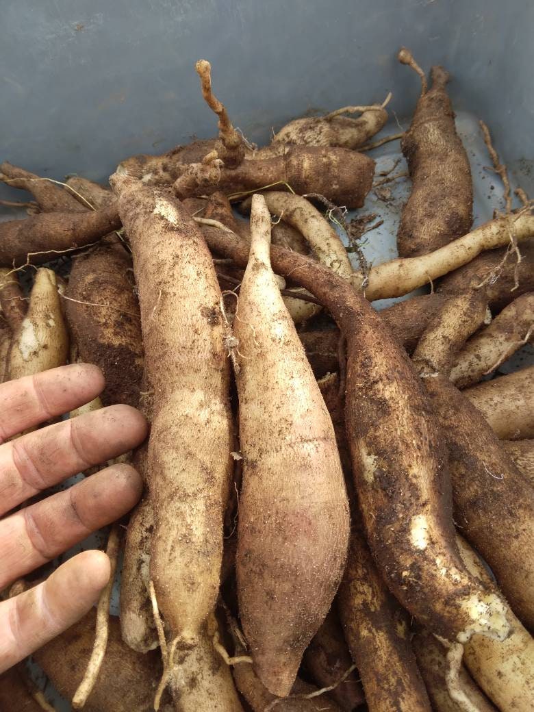 Yacon Root Info - How To Grow Yacon Plants In The Garden