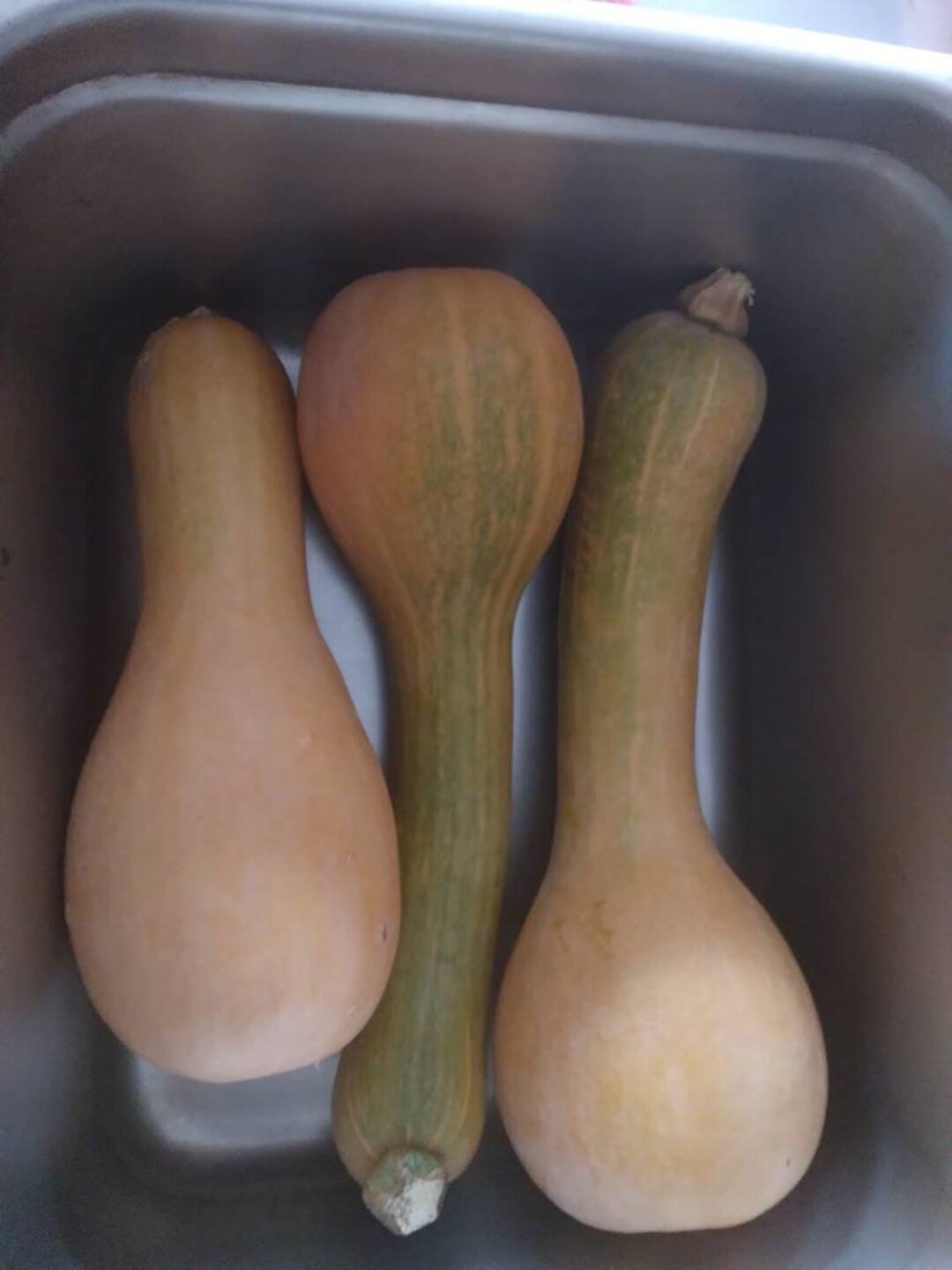 African Squash Seeds Etsy