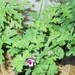 Scented Geranium Collection