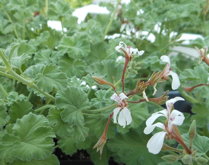 Nutmeg Scented Geranium Etsy