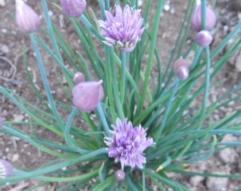 Common Chives (2 Pack)