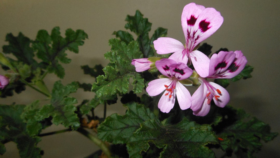 Fair Ellen Scented Geranium Etsy