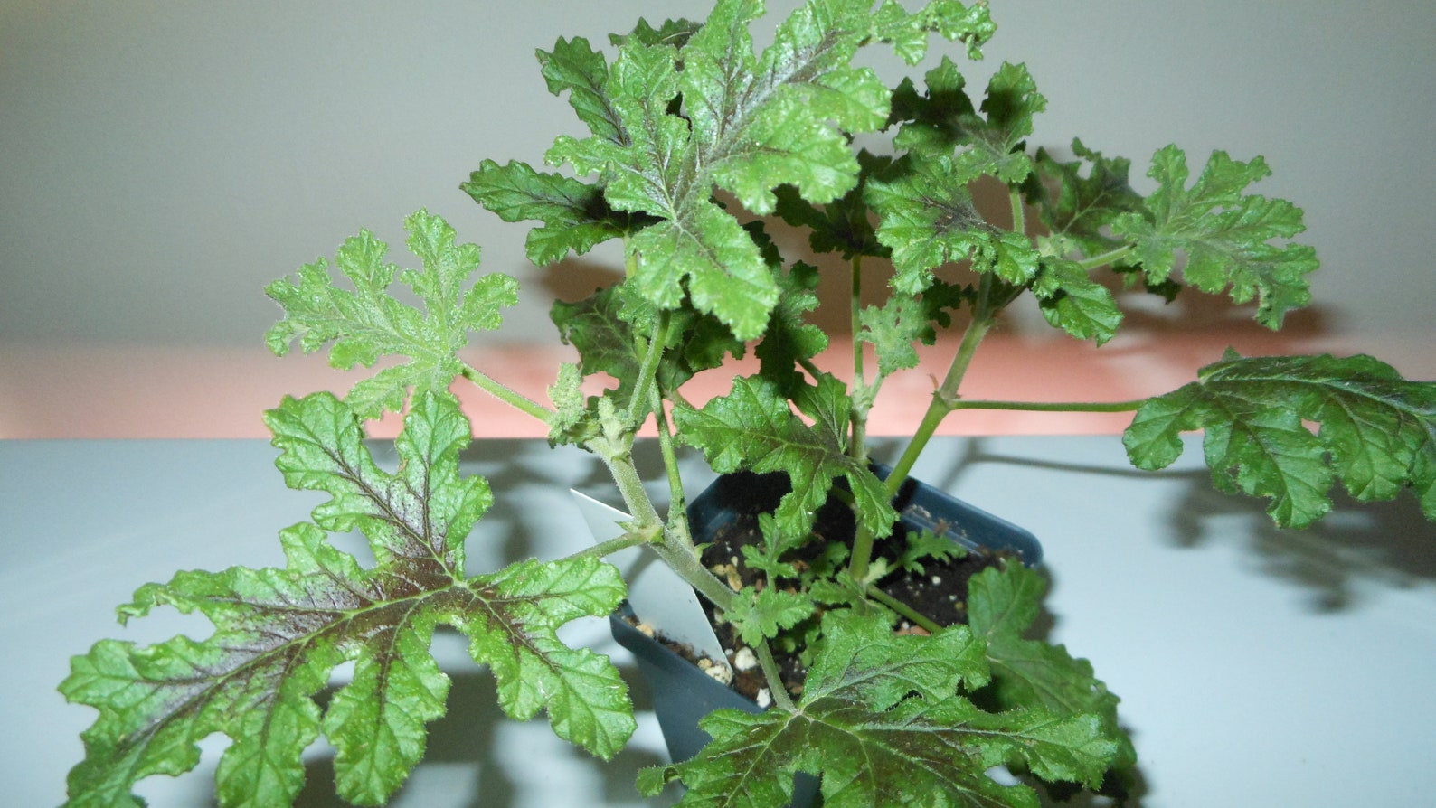 Fair Ellen Scented Geranium Etsy