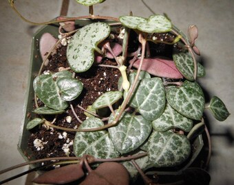 String of Hearts