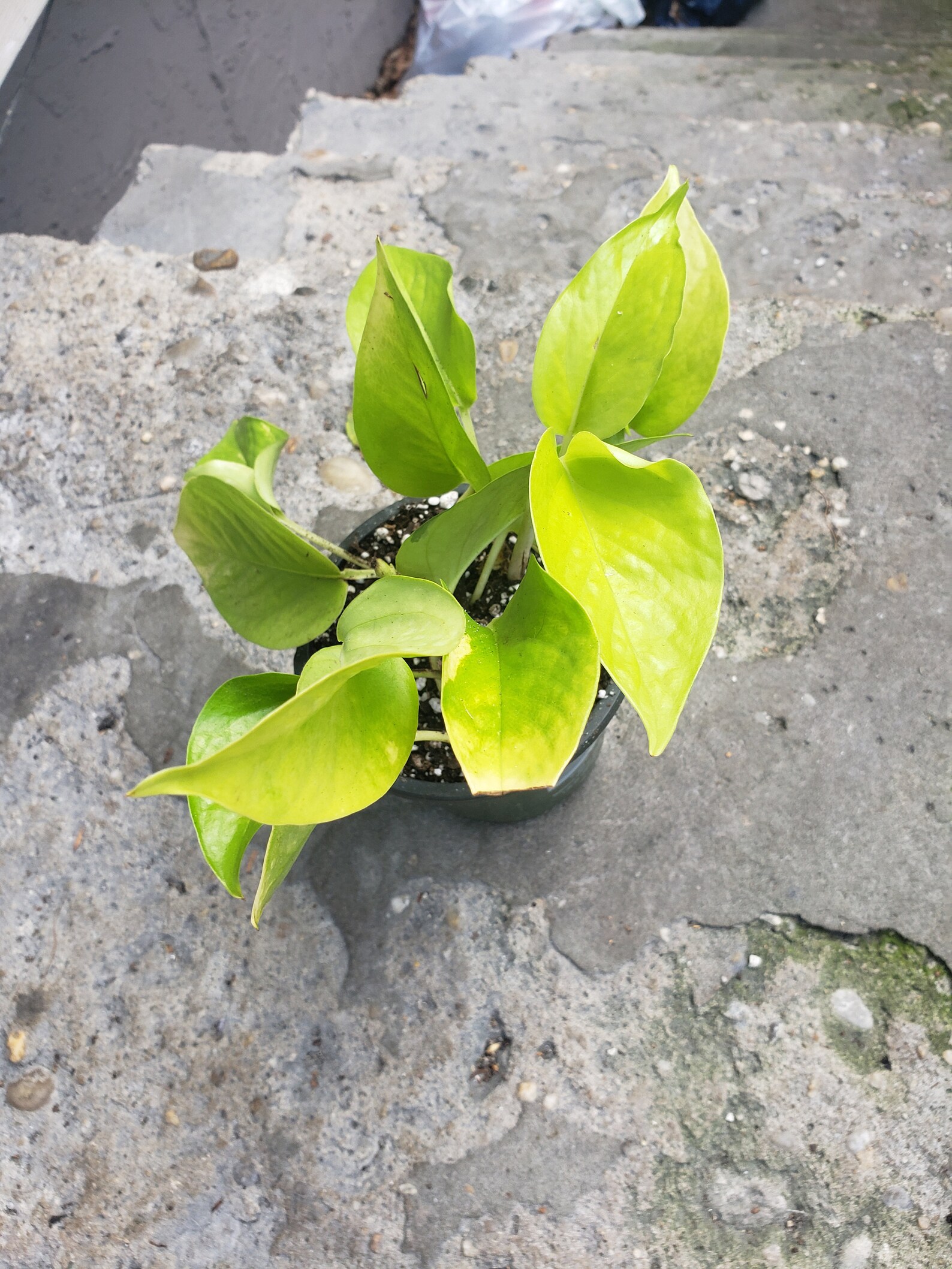 Neon pothos lemon lime pothos 4 grow pot Etsy