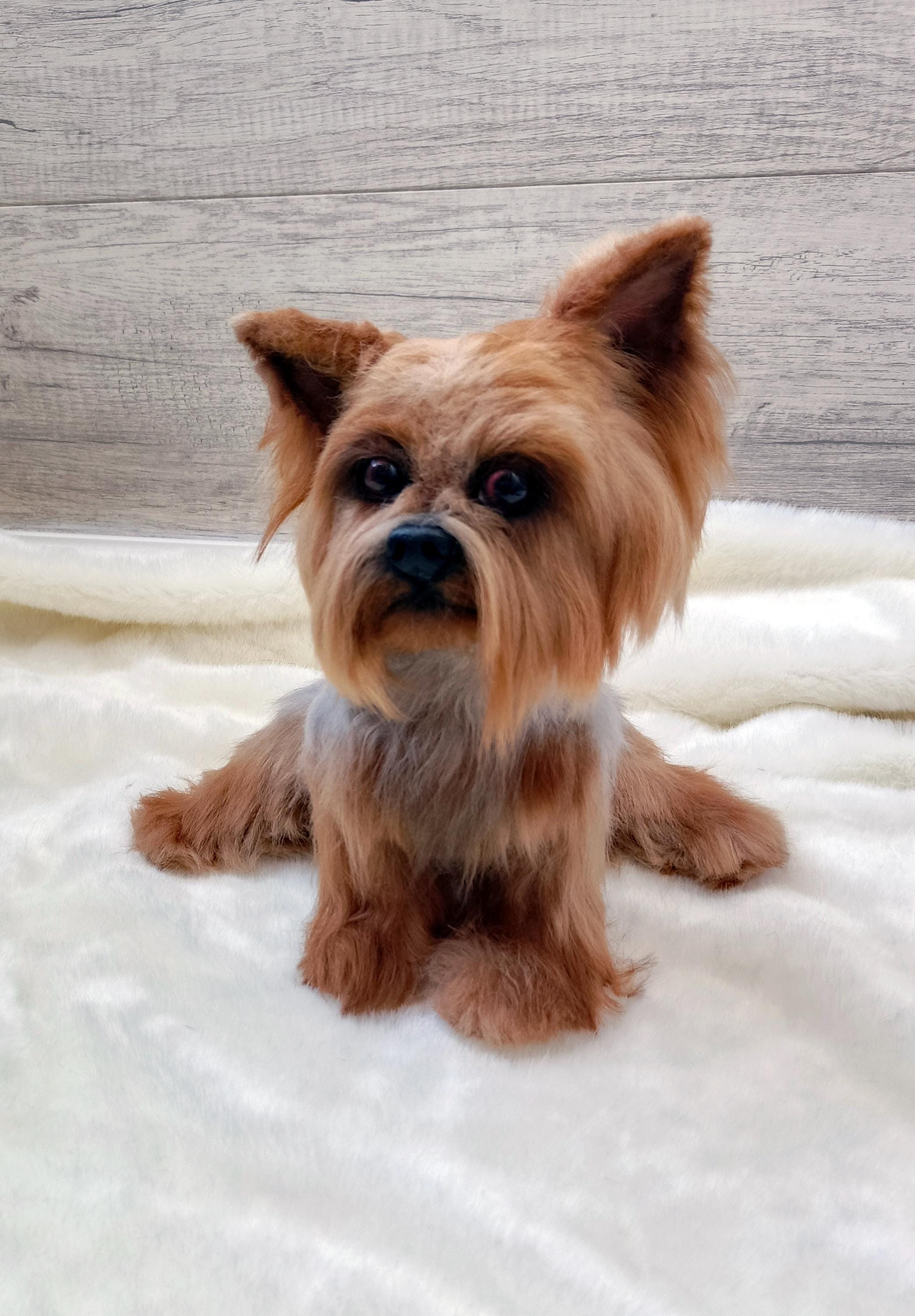 Hairstyles Do Yorkies Need Haircuts Silky Different Yorkies Short