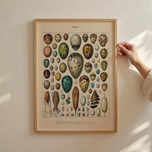 Eierenposter – vintage Adolphe Millot Oeufs-print, eierkaart kunst aan de muur, antieke natuurillustratie A2 50 x 70 18 x 24