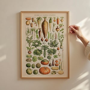 Poster Gemüsegarten – Vintage Adolphe Millot Print, Leguminosen und Pflanzen, Tafel A2 50x70 18x24 24x36 70x100